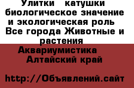 Улитки – катушки: биологическое значение и экологическая роль - Все города Животные и растения » Аквариумистика   . Алтайский край